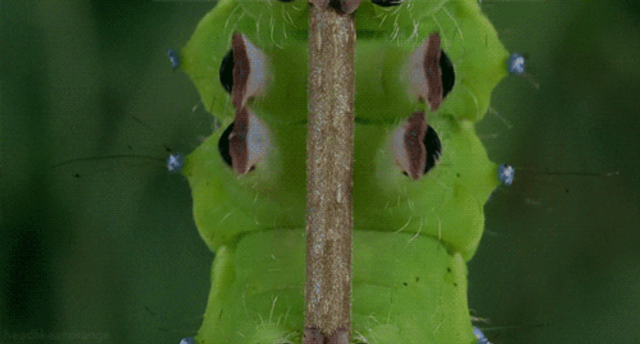 Caterpillar Moving Upwards