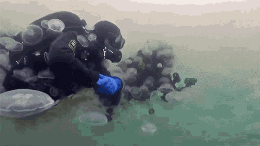 Scuba Divers With Jellyfish
