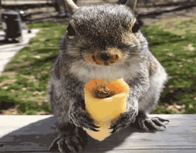 Squirrel Eating Cheese Nom Nom