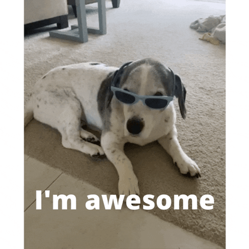 Dog Sunglasses I&m Awesome