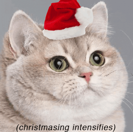 Merry Christmas White Cat