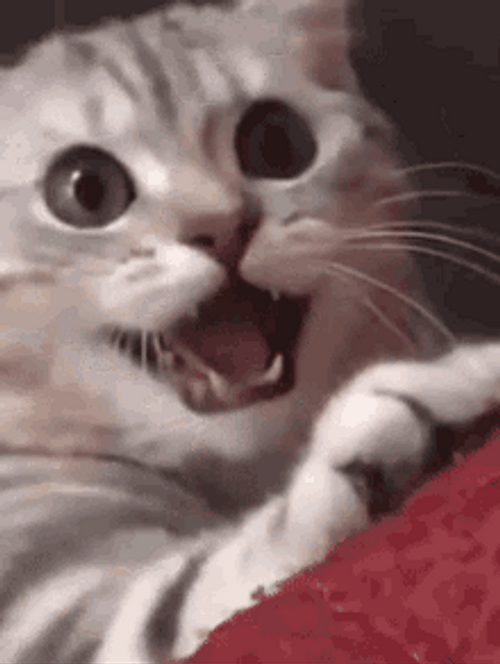 Shocked Cute Cat Wink