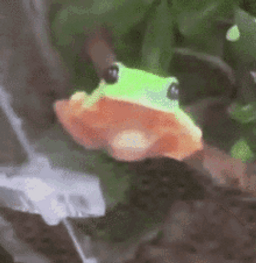 Cute Frog Staring
