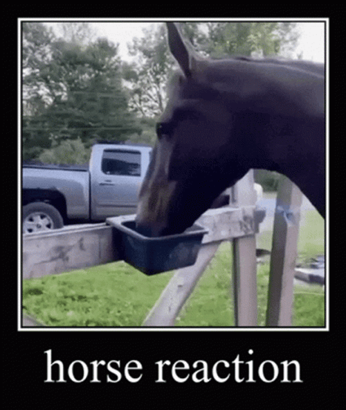 Funny Horse Reaction