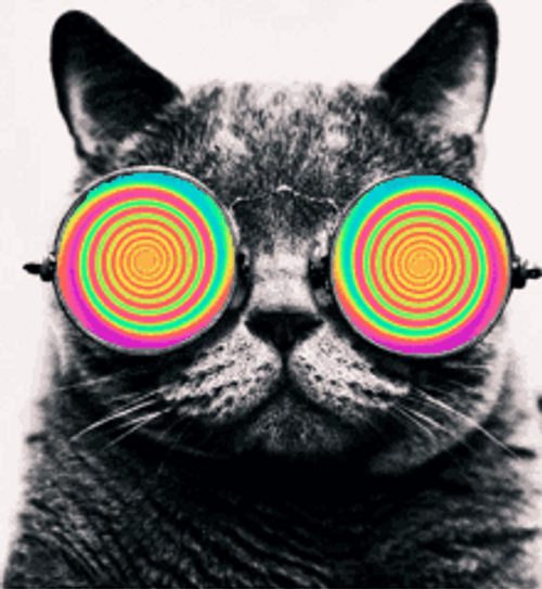 Trippy Hypnosis Cat Sunglasses