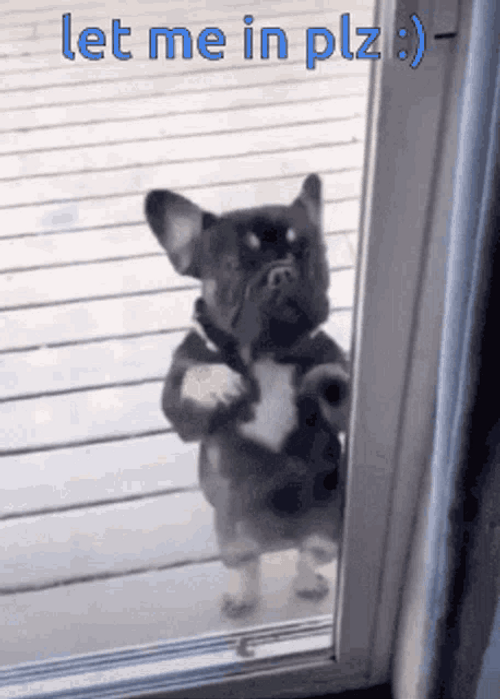 Dog Let Me In