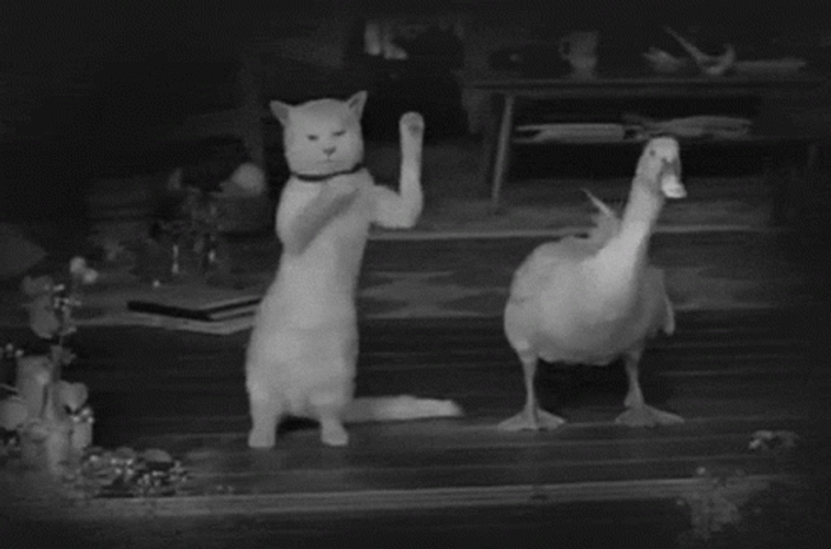 Dancing Cat And Duck