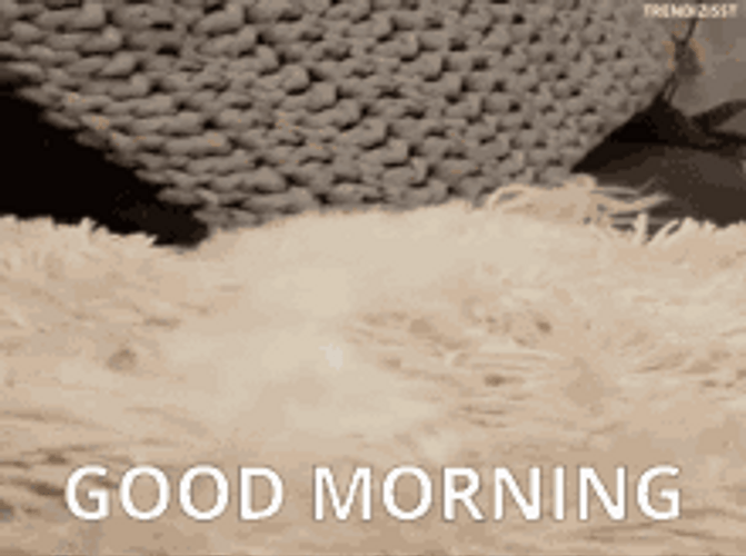 Morning Wake Up Dog