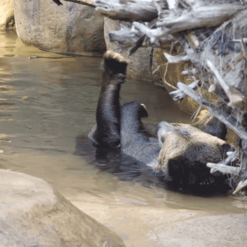 Bear Lying In The Water