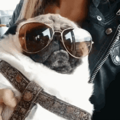 Cute Bulldog Wearing Sunglasses
