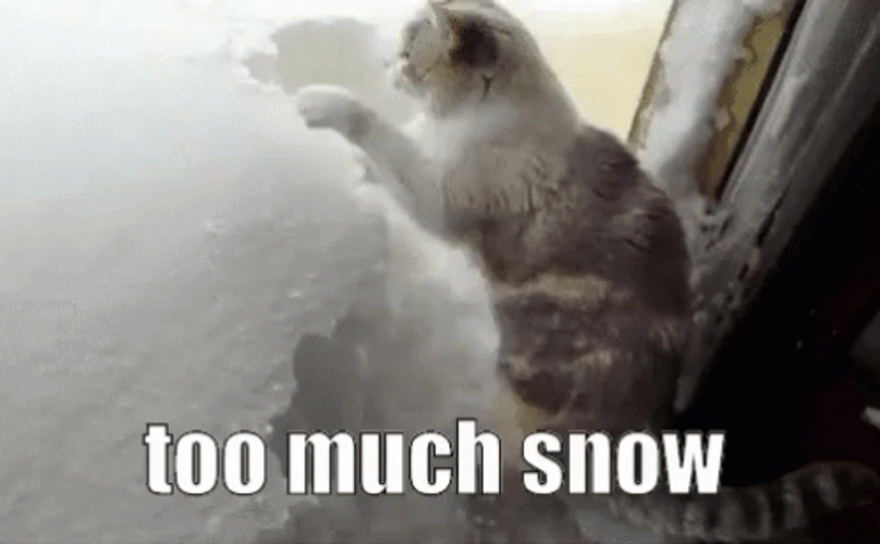 Cat Too Much Snow