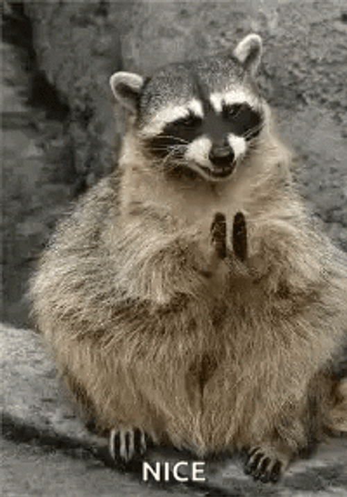 Nice Raccoon Clapping