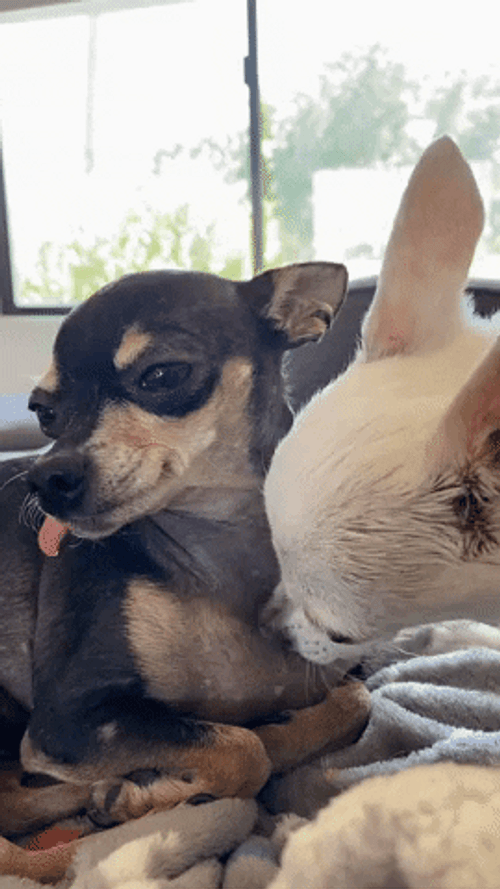 Chihuahua Love Lick