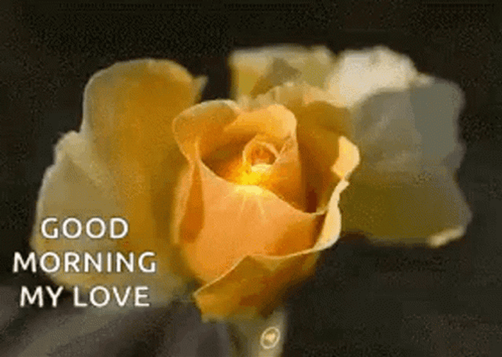 Good Morning My Love Yellow Rose