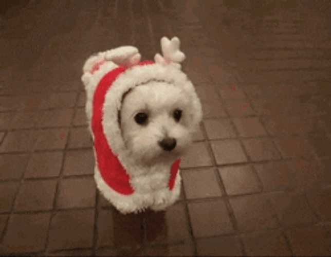Merry Christmas Cute Puppy