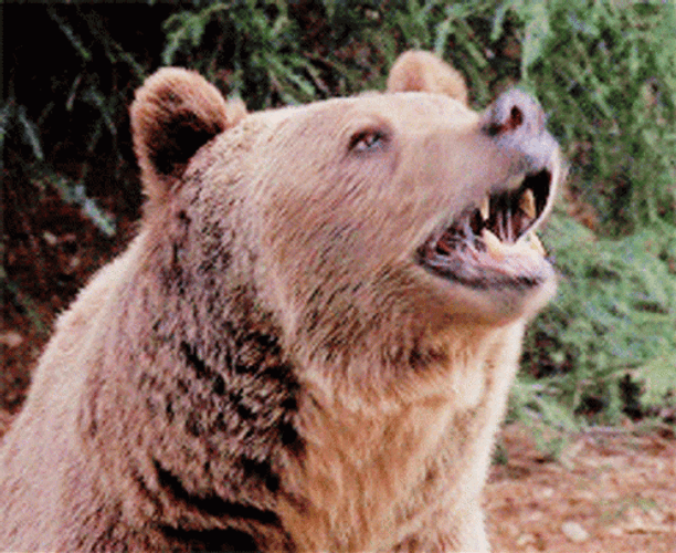 Grizzly Bear Howling