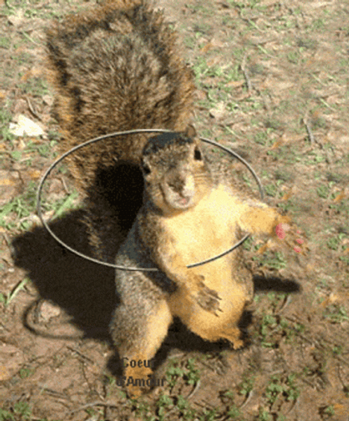 Squirrel Hula-hoop