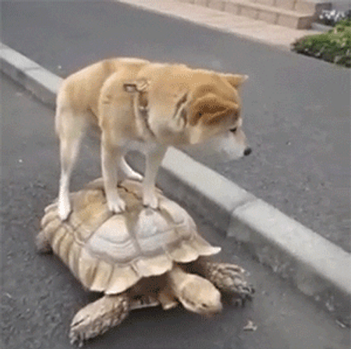 Dog Riding On Tortoise
