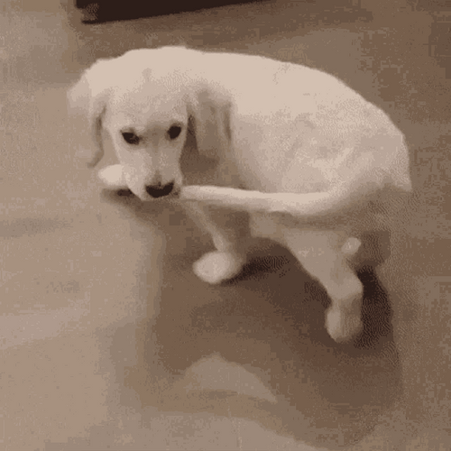 Dog Tail Biting Self