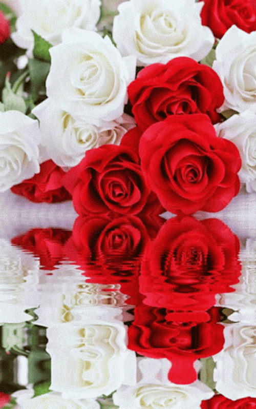 Red And White Roses Reflection