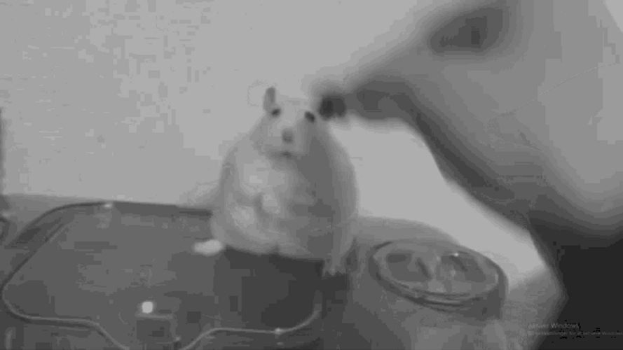 Hamster Depression