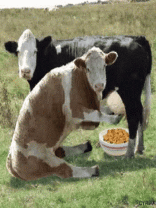 Cow&s Milk On Cereal