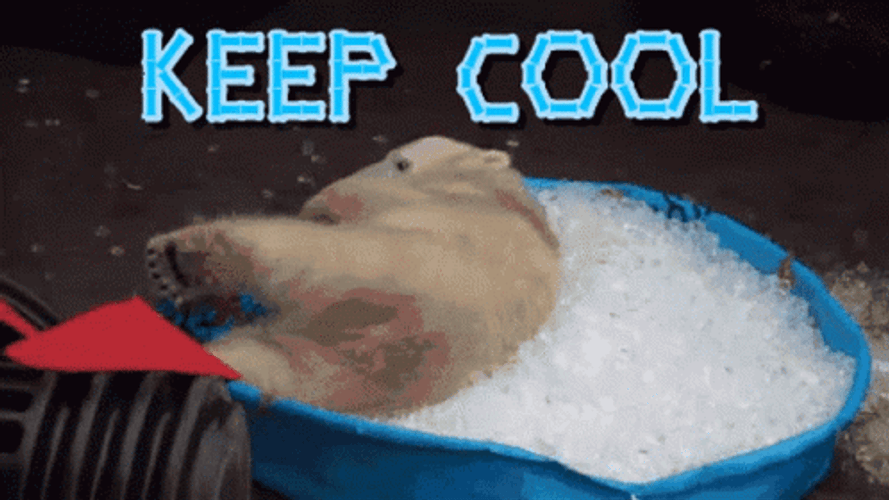 Polar Bear Keep Cool