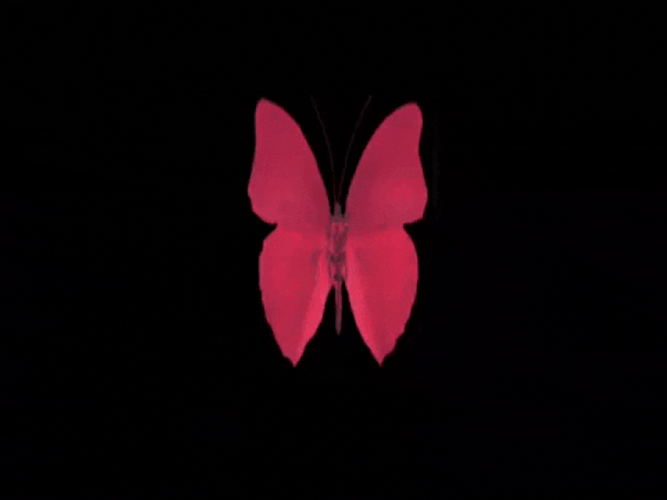 Red Butterfly Wings Heart