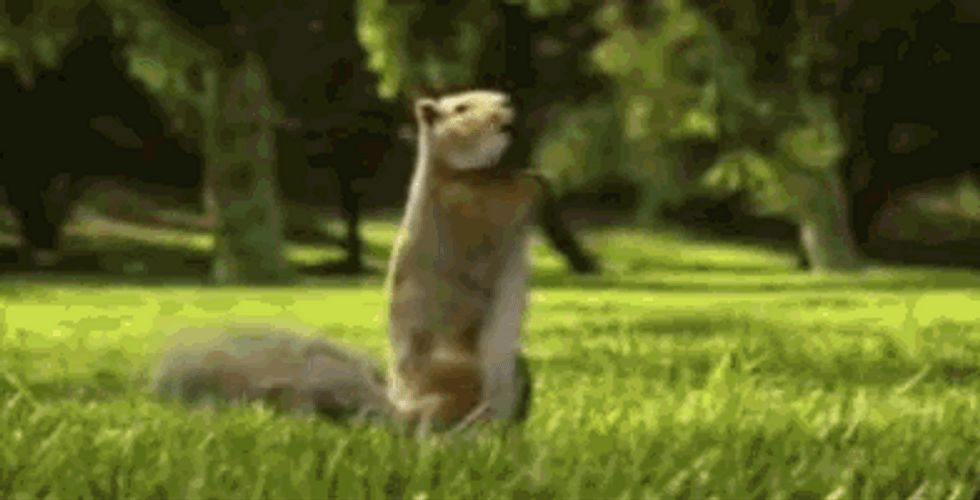 Dancing Wild Squirrel