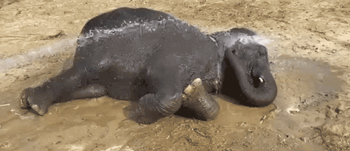 Elephant Showering While Lying