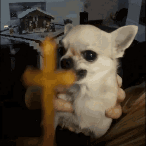 Evil White Chihuahua