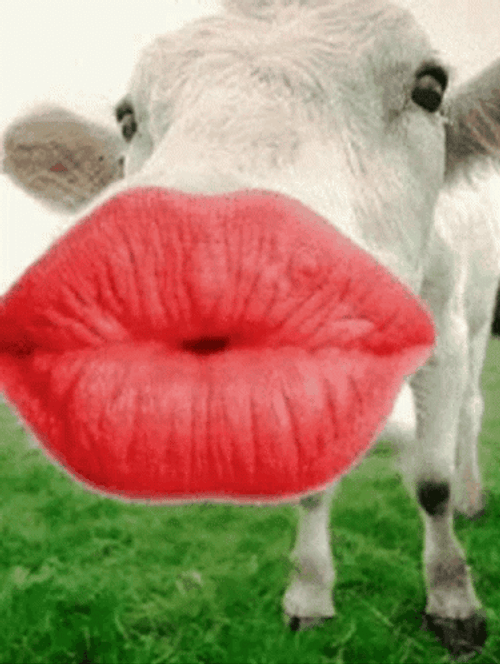 Cow Big Lips Kiss