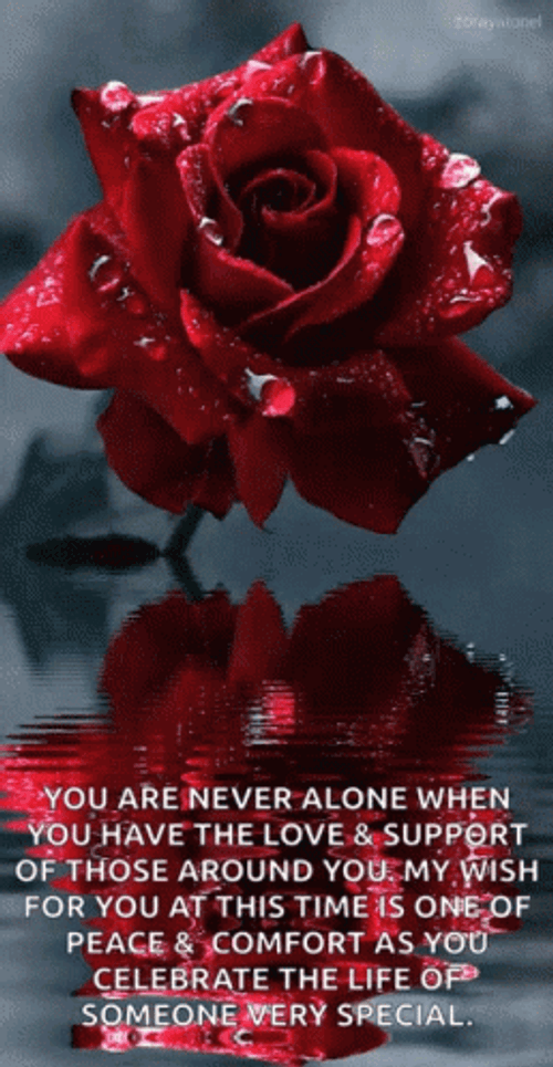 You Are Never Alone Rose