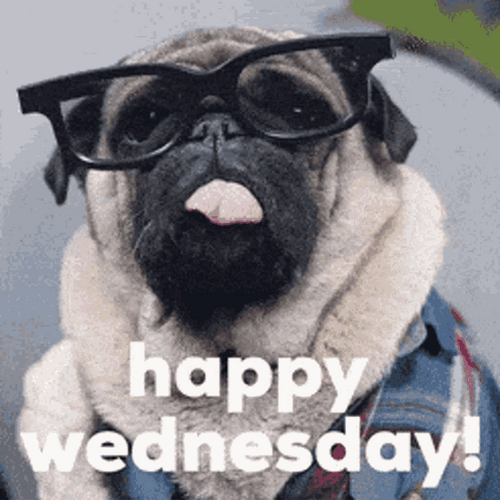 Happy Wednesday Nerd Pug