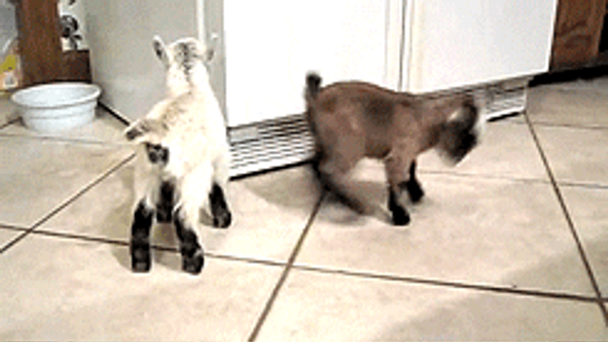 Baby Goat Skipping
