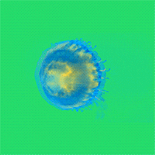 Neon Jellyfish Animation