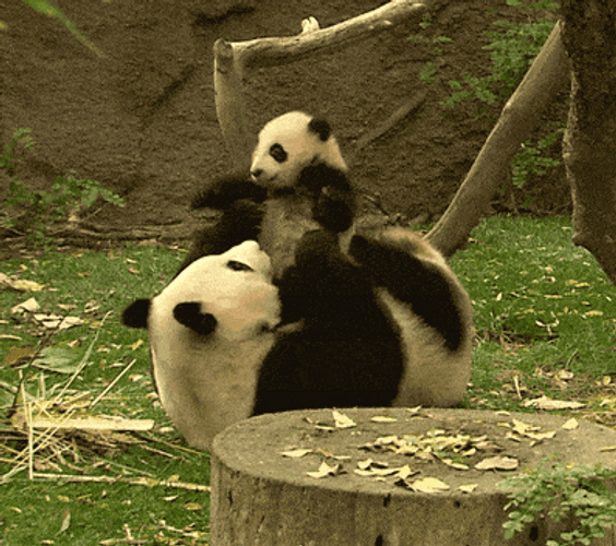 Panda Parent Baby Play
