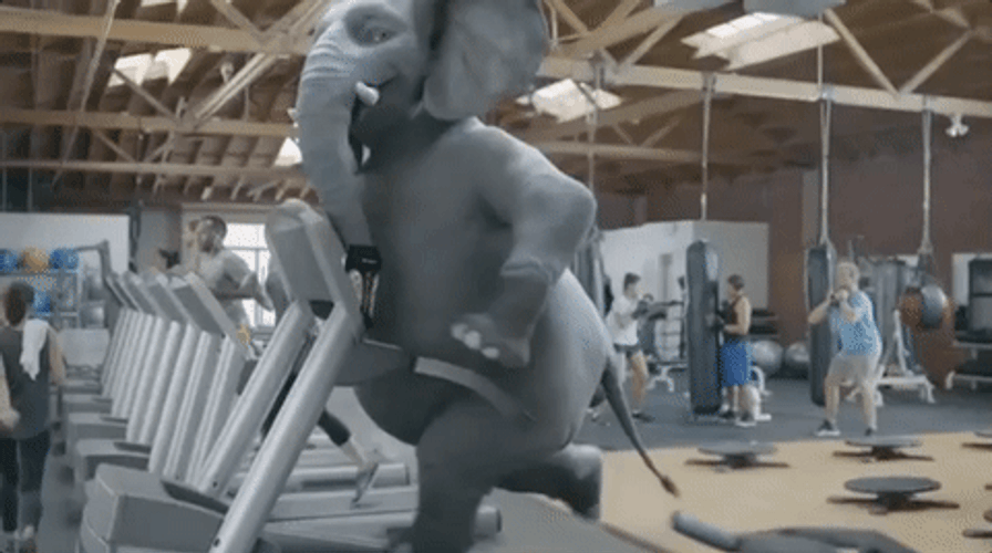 Pistachio Elephant Working Out