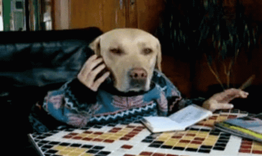 Busy Dog On Phone