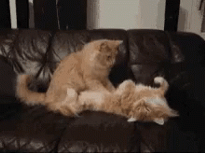 Belly Massage Cute Cats