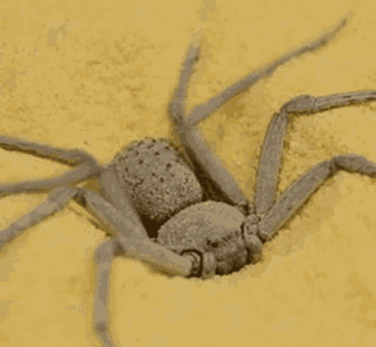 Sicarius Terrosus Spider Covering Itself