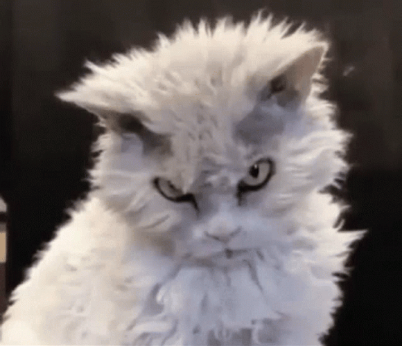 Selkirk Rex Grumpy Cat