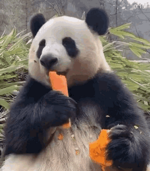 Panda Animal Eating