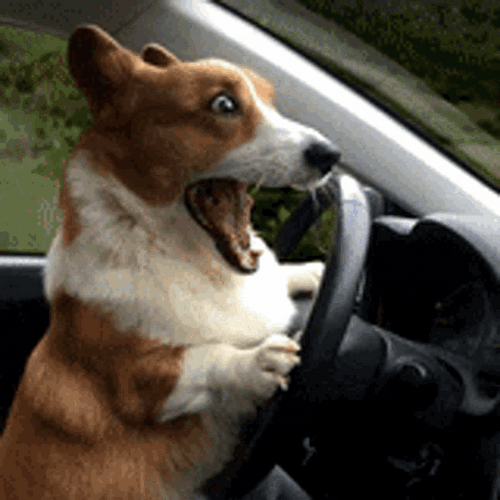 Corgi Dog Driving