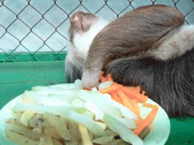 Sloth Eating Vegetables