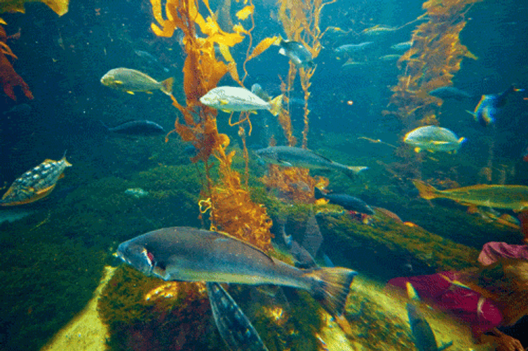 Fish Swimming In Nature