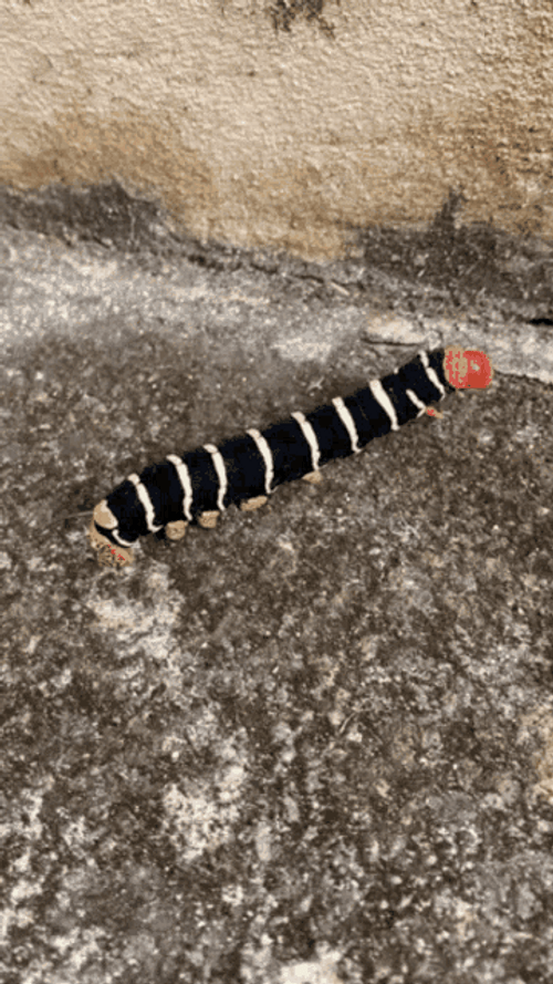 Tetrio Sphinx Caterpillar