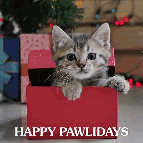 Happy Holidays Cat Pawlidays