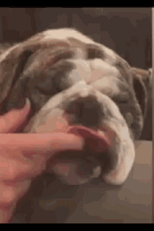 Sleeping Bulldog Sticking Out Tongue