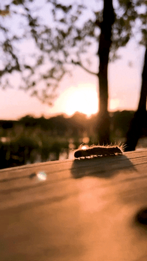 Caterpillar Moving At Sunset
